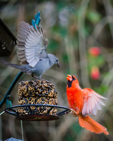 Gri Turuncu Kuşun Birbiriyle Kavga Ettiği Dikey Bir Çekim — Stok fotoğraf