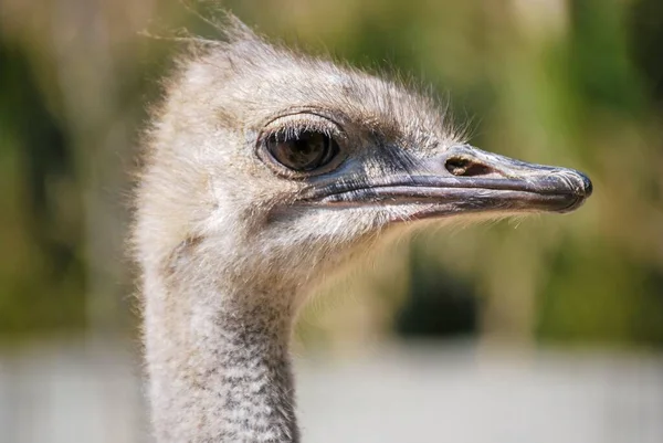 Closeup Shot Head White Ostrich — Stock Photo, Image