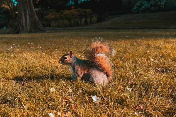 Una Hermosa Toma Una Ardilla Marrón Los Campos —  Fotos de Stock