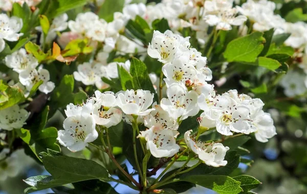Яскрава Азійська Вишня Цвіте Весною Білими Квітами — стокове фото