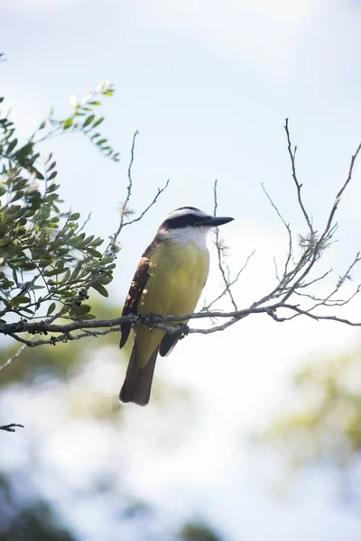 Eine Vertikale Nahaufnahme Eines Tropischen Königsvogels Der Auf Einem Ast — Stockfoto