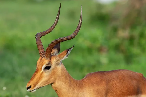 Tiro Perto Impala Campo Grama — Fotografia de Stock