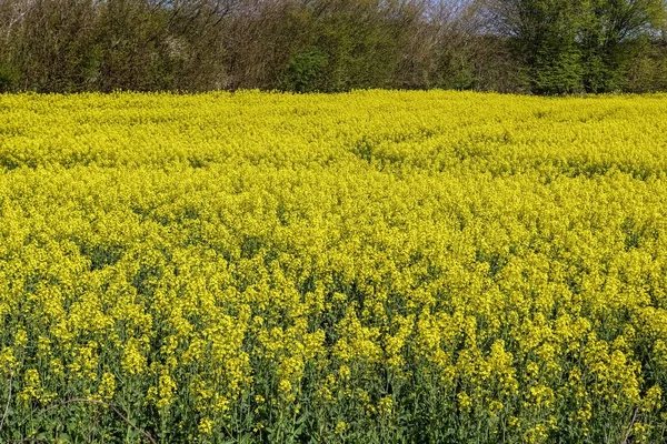 Piękny Strzał Jasnych Żółtych Kwiatów Rzepaku Polu Pod Błękitnym Niebem — Zdjęcie stockowe