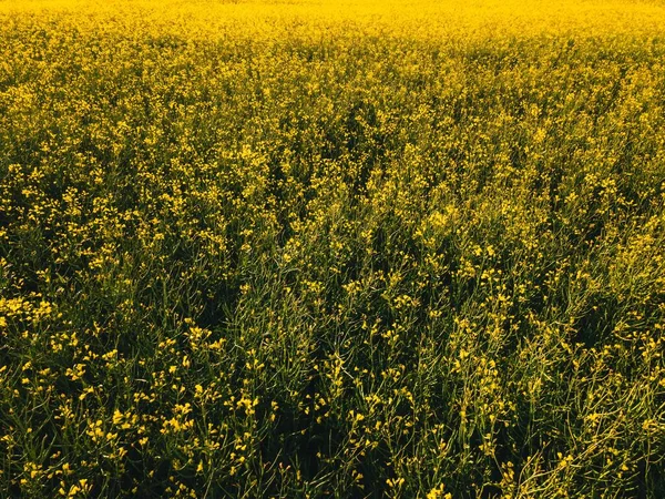 Many Yellow Flowers Growing Large Field Daytime — Stock Photo, Image