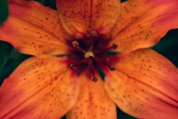 Помаранчева Квітка Лілії Саду — стокове фото