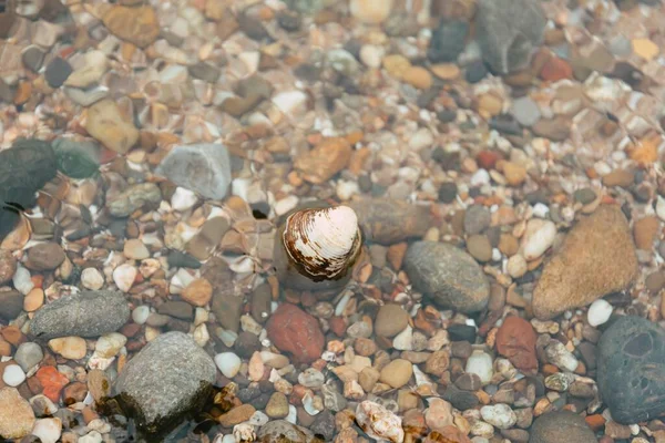 Tiro Close Uma Concha Entre Pedras Mar — Fotografia de Stock