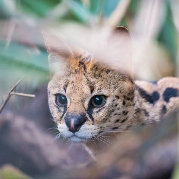 Enfoque Selectivo Gato Salvaje Bosque Con Fondo Borroso — Foto de Stock