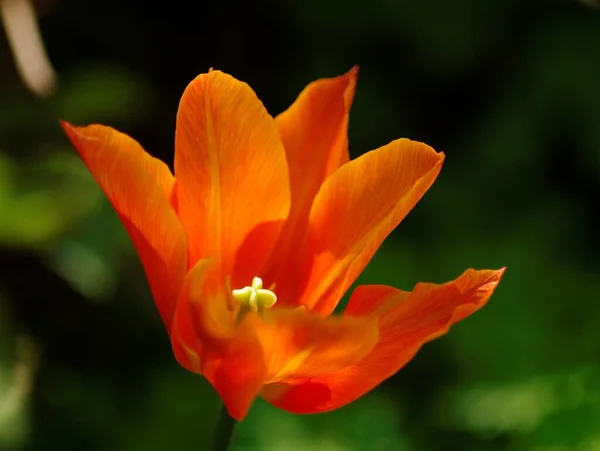 Nahaufnahme Einer Orangefarbenen Lilie Mit Verschwommenem Hintergrund — Stockfoto