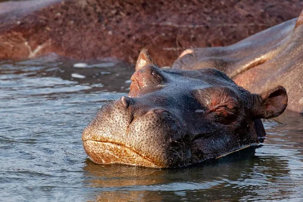 Plan Rapproché Hippopotame Trempé Dans Eau Jour — Photo