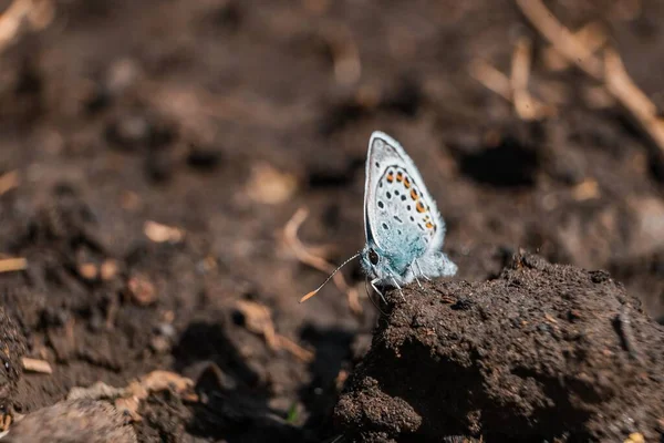 Uma Foto Close Uma Mariposa Azul Comum Sentada Pedaço Rocha — Fotografia de Stock