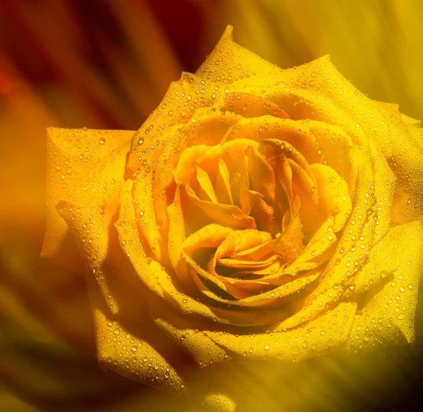 Primer Plano Una Rosa Amarilla Húmeda Con Efectos Borrosos Fondo —  Fotos de Stock