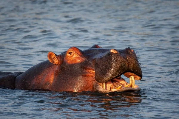 Primer Plano Gran Hipopótamo Nadando Medio Lago Capturado Día Soleado —  Fotos de Stock