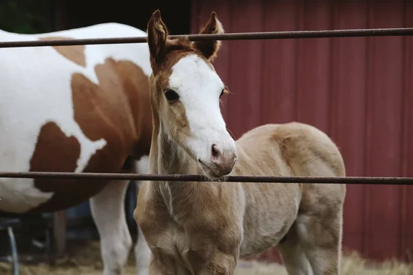 Красивий Знімок Молодого Коня Стоїть Фермі — стокове фото