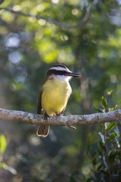 Arka Planda Bulanık Bir Ağaç Dalına Konmuş Tropikal Kingbird Dikey — Stok fotoğraf