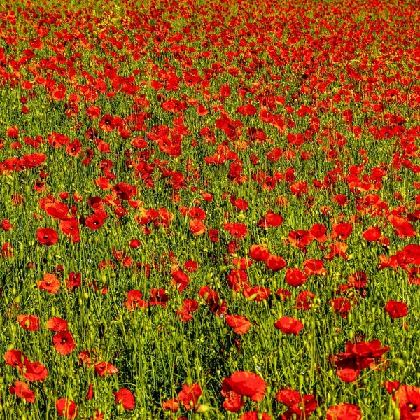 Campo Cheio Belas Flores Papoula Comuns Vermelhas Brilhando Sob Sol — Fotografia de Stock