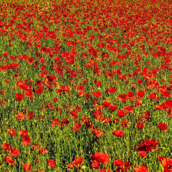 Campo Lleno Hermosas Flores Rojas Amapola Que Brillan Bajo Sol — Foto de Stock