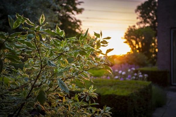 Eine Nahaufnahme Einer Zierpflanze Mit Einer Verschwommenen Glühenden Sonne Hintergrund — Stockfoto