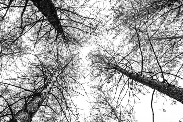 背景是白天的森林里高树的低角镜头 — 图库照片