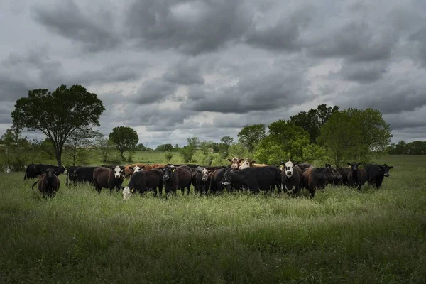 Een Uitzicht Van Kudde Staand Een Gras Een Somber Weer — Stockfoto