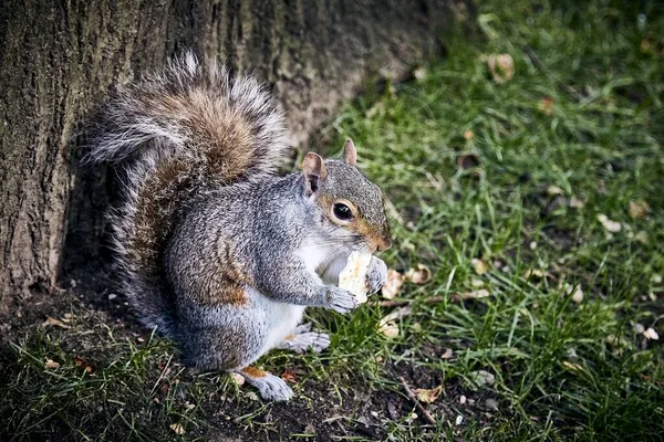 Closeup Shot Squirrel Eating Ground — Stock Photo, Image