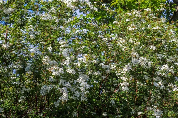 春天开花的美丽的亚洲樱桃树 开着白花 — 图库照片