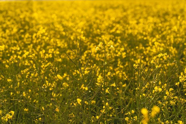 Muchas Flores Amarillas Que Crecen Campo Grande Durante Día —  Fotos de Stock