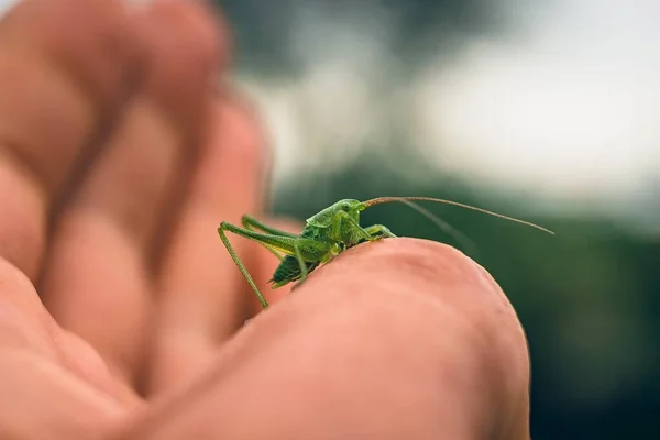 Grasshopper Hand Person Garden — Stock Photo, Image