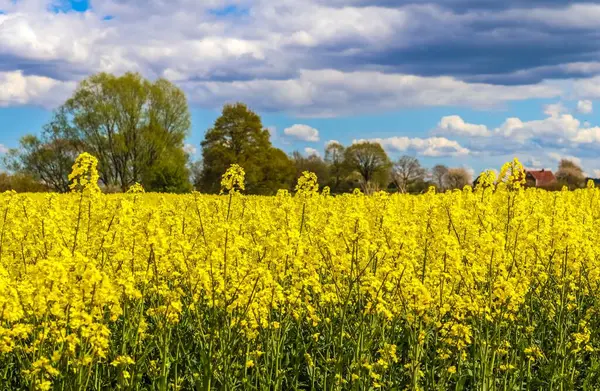 Красивий Знімок Яскраво Жовтих Квітів Каноли Полі Під Блакитним Небом — стокове фото
