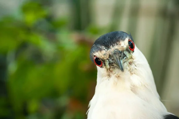 Ένα Κοντινό Πλάνο Ενός Λευκού Πουλιού Πέρδικας Κόκκινα Μάτια — Φωτογραφία Αρχείου