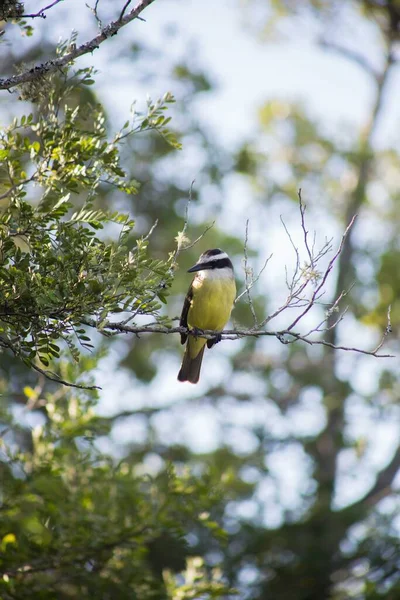 Vertikal Närbild Bild Tropiska Kingbird Uppflugen Ett Träd Gren Med — Stockfoto