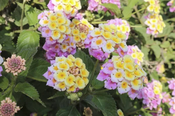 정원에 아름다운 노란색 분홍빛 꽃들의 — 스톡 사진