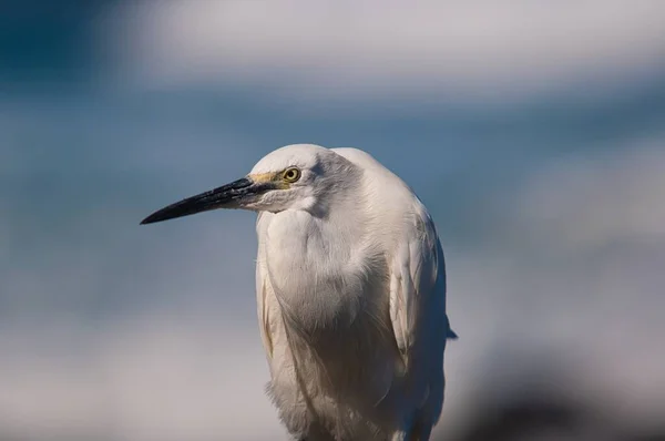 Disparo Cerca Pequeño Egret Blanco Con Fondo Azul Borroso —  Fotos de Stock
