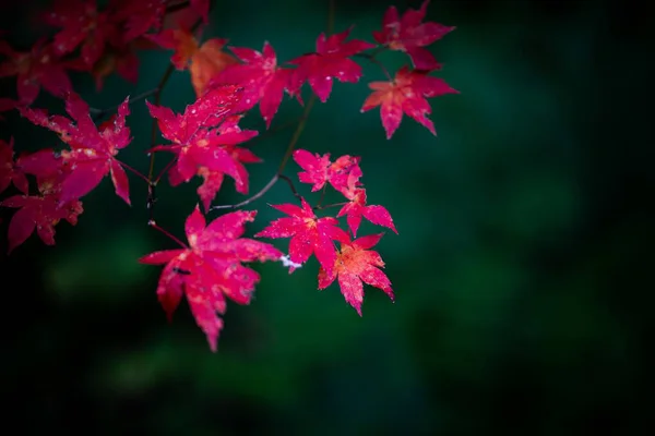 Selective Focus Shot Branches Red Maple Leaves Dark Blurry Background — Stock Photo, Image