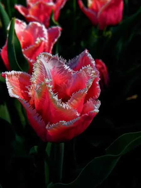 Gros Plan Belles Tulipes Franges Roses Sur Fond Flou — Photo