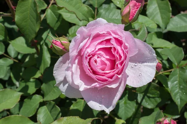Primer Plano Una Rosa Rosada Jardín —  Fotos de Stock