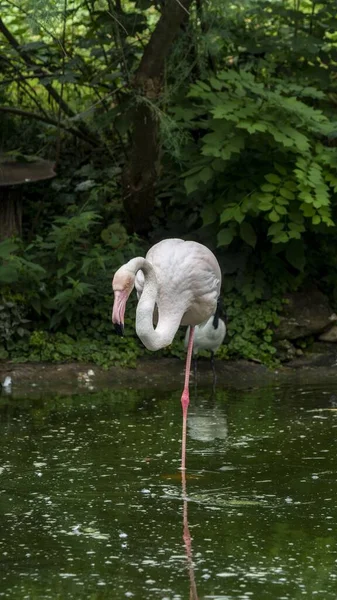 Egy Függőleges Lövés Egy Flamingóról Zöld Tóban — Stock Fotó