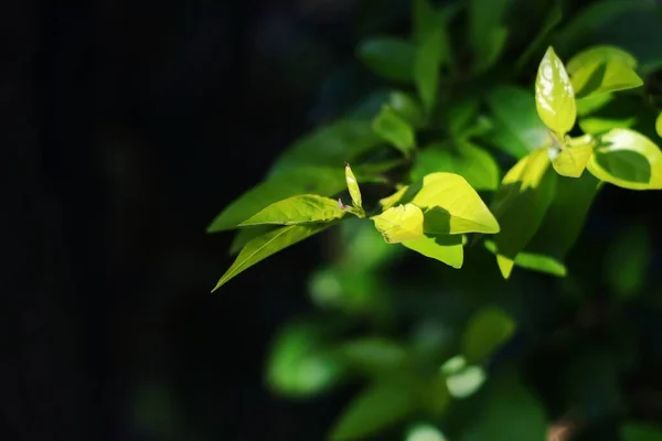 Bulanık Bir Arkaplanda Güneş Işığı Altında Parlak Yeşil Yaprakların Yakın — Stok fotoğraf
