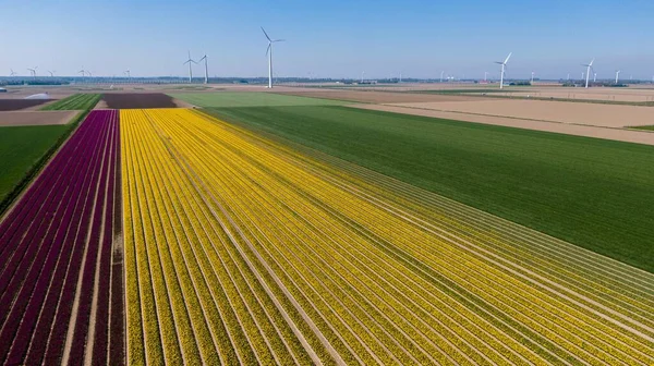 Een Antenne Opname Van Een Veld Van Tulp Bloemen Met — Stockfoto