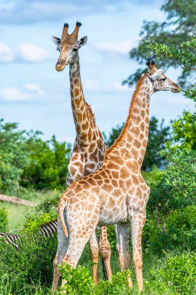 Een Verticale Selectieve Focus Shot Van Giraffen Met Bomen Achtergrond — Stockfoto