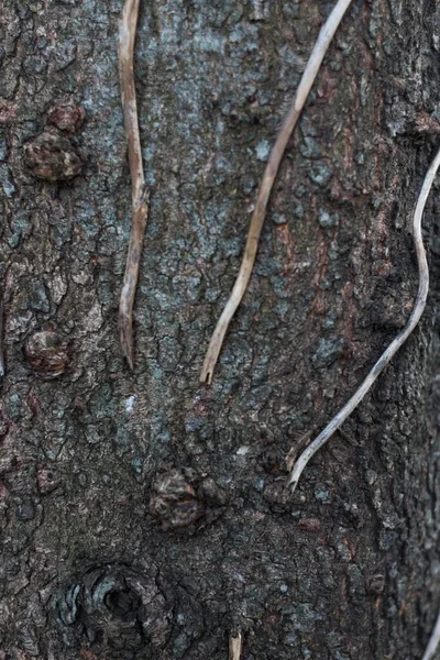 小さなヘビの垂直閉鎖ショット — ストック写真