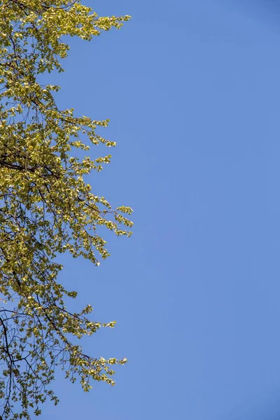 Tiro Vertical Dos Ramos Uma Árvore Debaixo Céu Azul — Fotografia de Stock