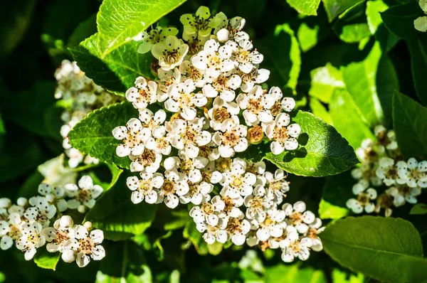 Крупним Планом Знімок Білих Квітів Спіреї Зеленого Листя — стокове фото
