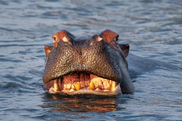 Tiro Perto Hipopótamo Embebido Água Durante Dia — Fotografia de Stock
