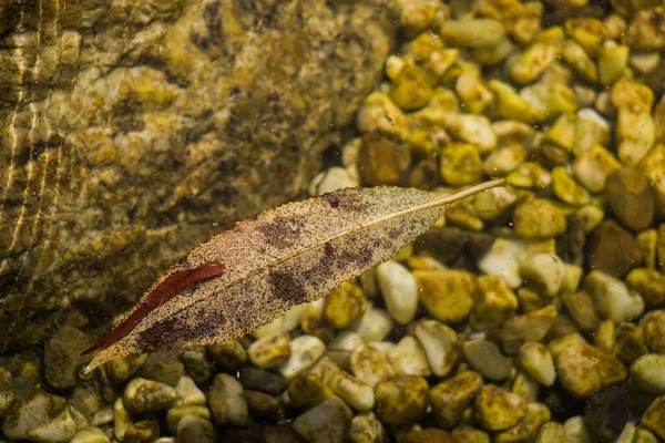小石で水の中に葉のクローズアップショット — ストック写真