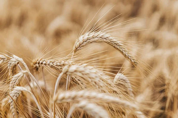 细细细细细碎的金黄色大麦 麦田或大麦种植 大麦植株的黑麦收获和农业背景 — 图库照片
