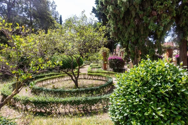 Disparo Clausura Varios Árboles Uno Junto Otro Parque — Foto de Stock