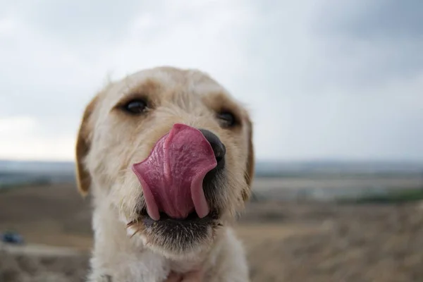 Gros Plan Petit Chien Léchant Bouche Dans Champ Lumière Jour — Photo