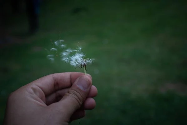 Bir Insanın Elindeki Karahindiba Çiçeği — Stok fotoğraf