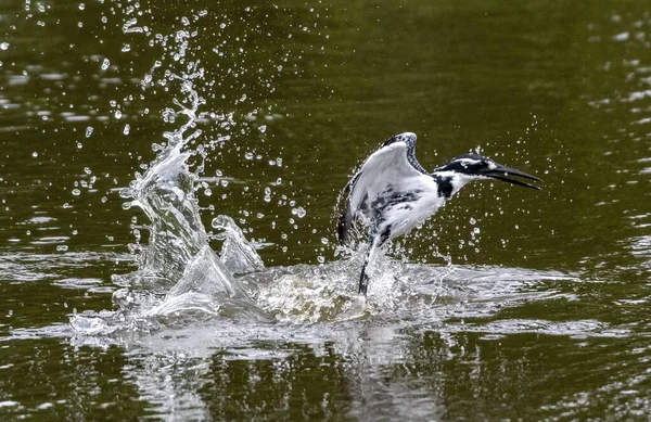 Nahaufnahme Eines Schwarz Weißen Vogels Der Über Einem See Fliegt — Stockfoto