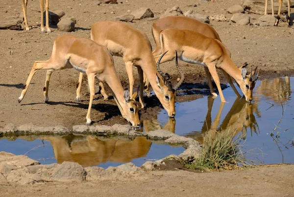 Vacker Bild Antiloper Dricksvatten Från Sjö Safari — Stockfoto